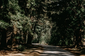 A peaceful forest road winding through tall trees with dappled sunlight