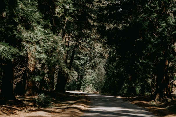 A peaceful forest road winding through tall trees with dappled sunlight