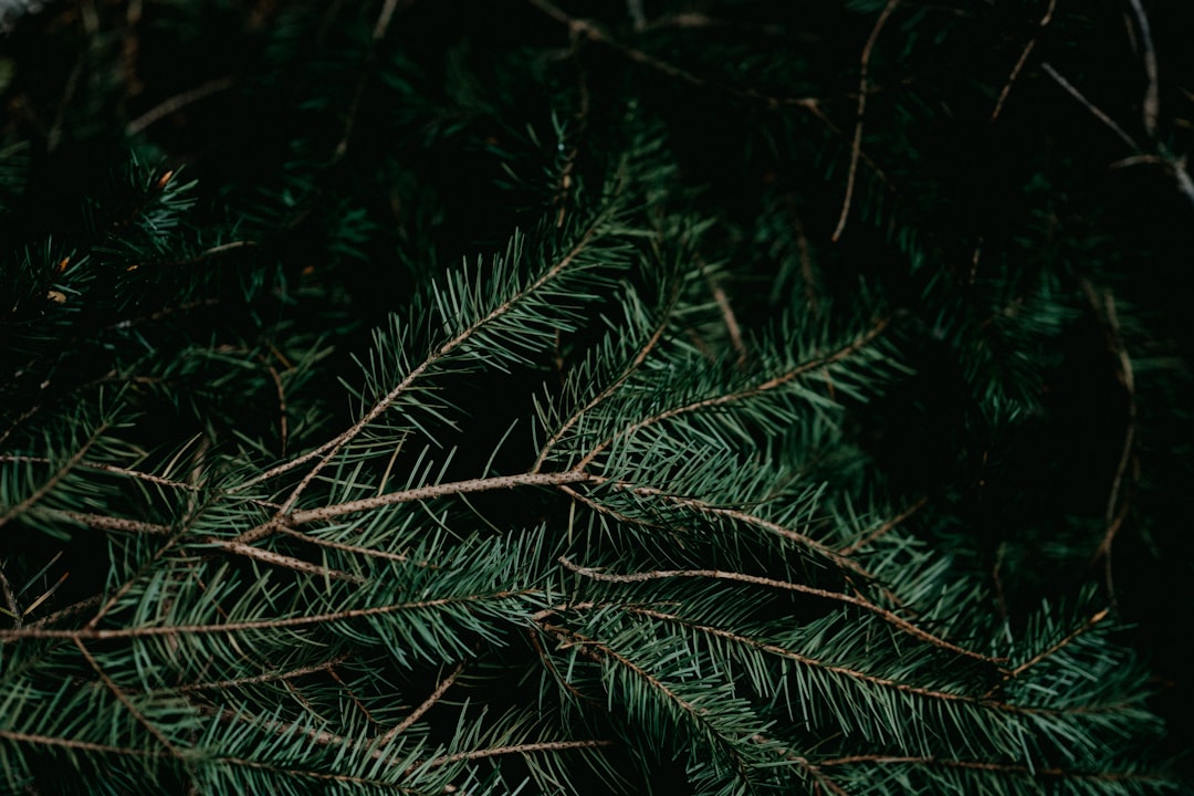 green pine tree leaves in close up photography