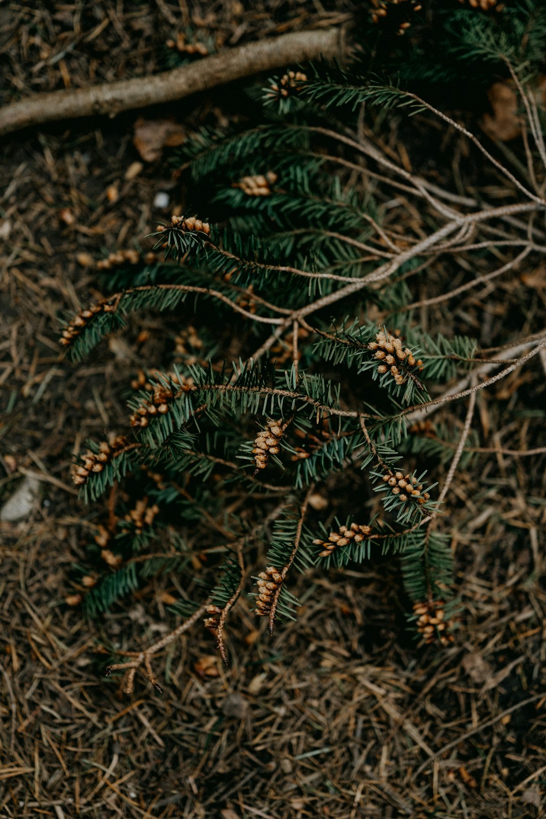 green pine tree leaves on ground