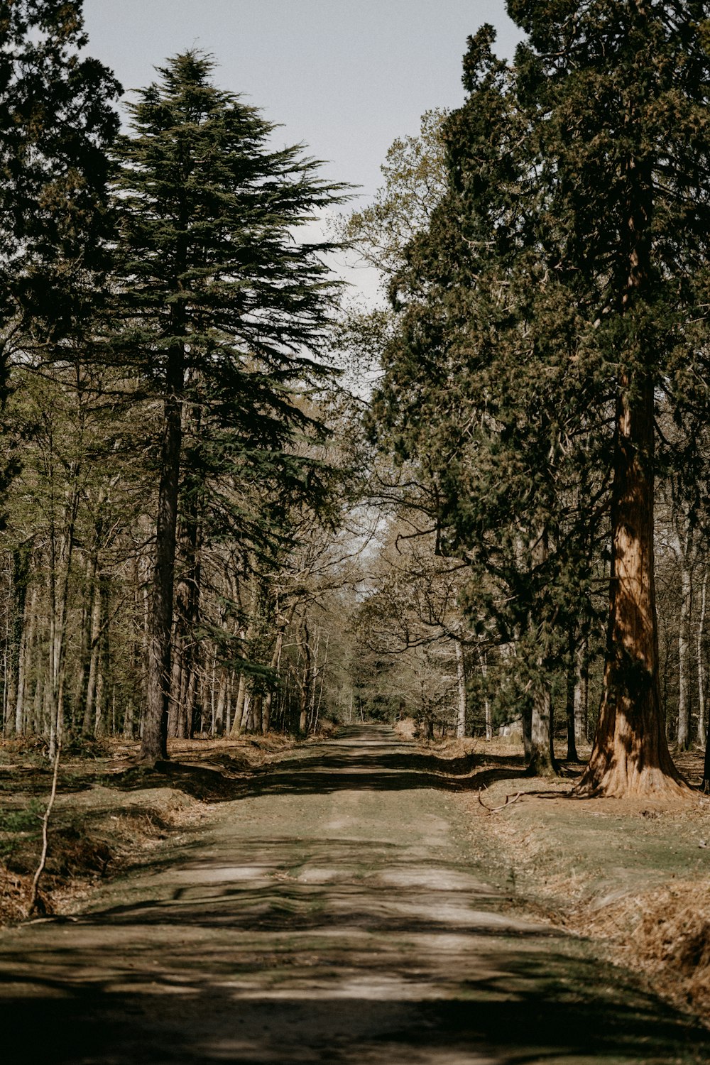 brown dirt road between trees during daytime