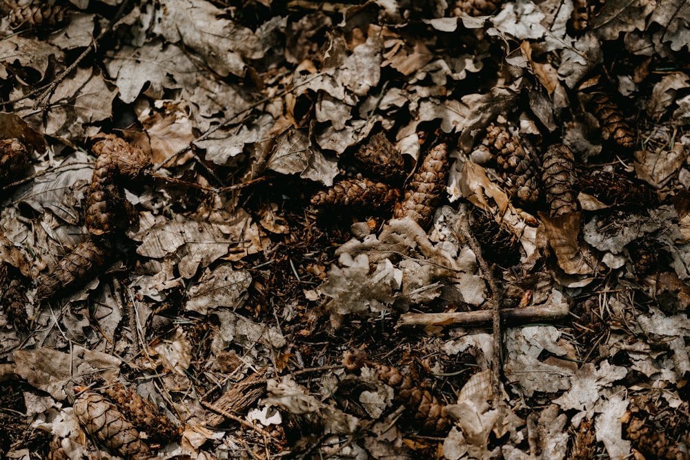 brown dried leaves on ground