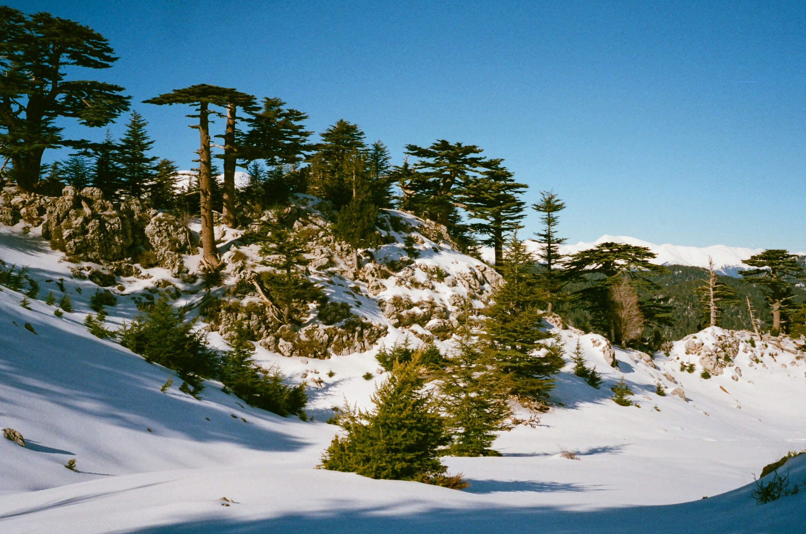 alberi verdi su terreno coperto di neve sotto cielo blu durante il giorno