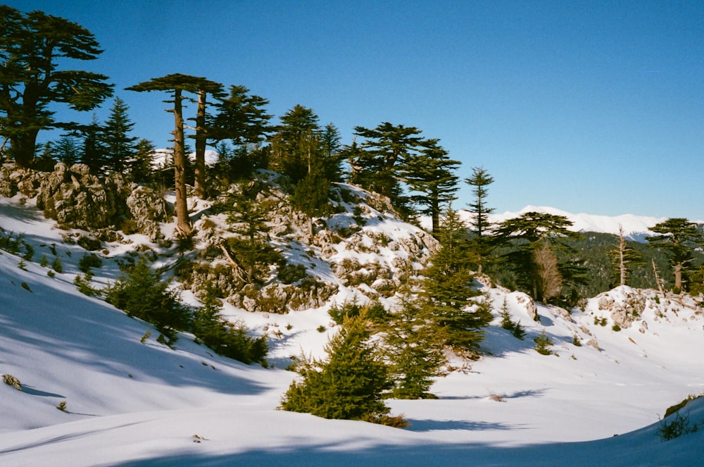 árboles verdes en el suelo cubierto de nieve bajo el cielo azul durante el día