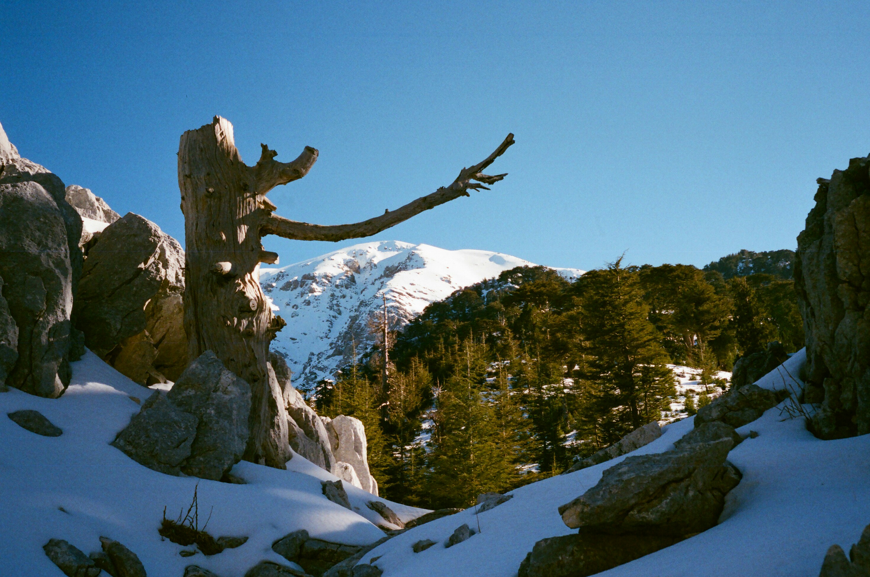 tronco d'albero marrone su terreno innevato durante il giorno