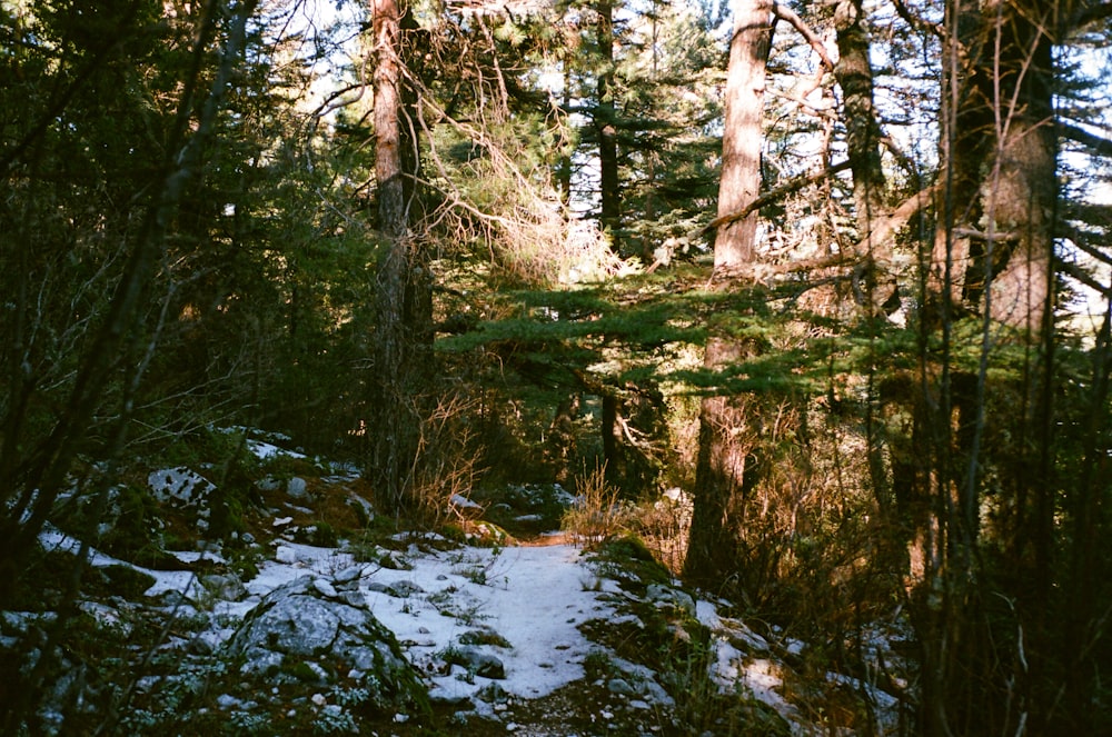 brown trees on snow covered ground during daytime