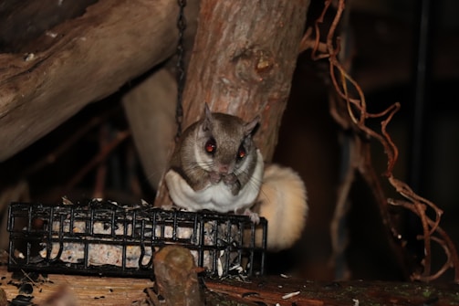 A small mammal with large eyes and a bushy tail is perched on a wire-mesh feeder containing seeds. Surrounded by a dark, natural setting with wooden branches and twigs, it appears to be an environment resembling a forest or woodland.