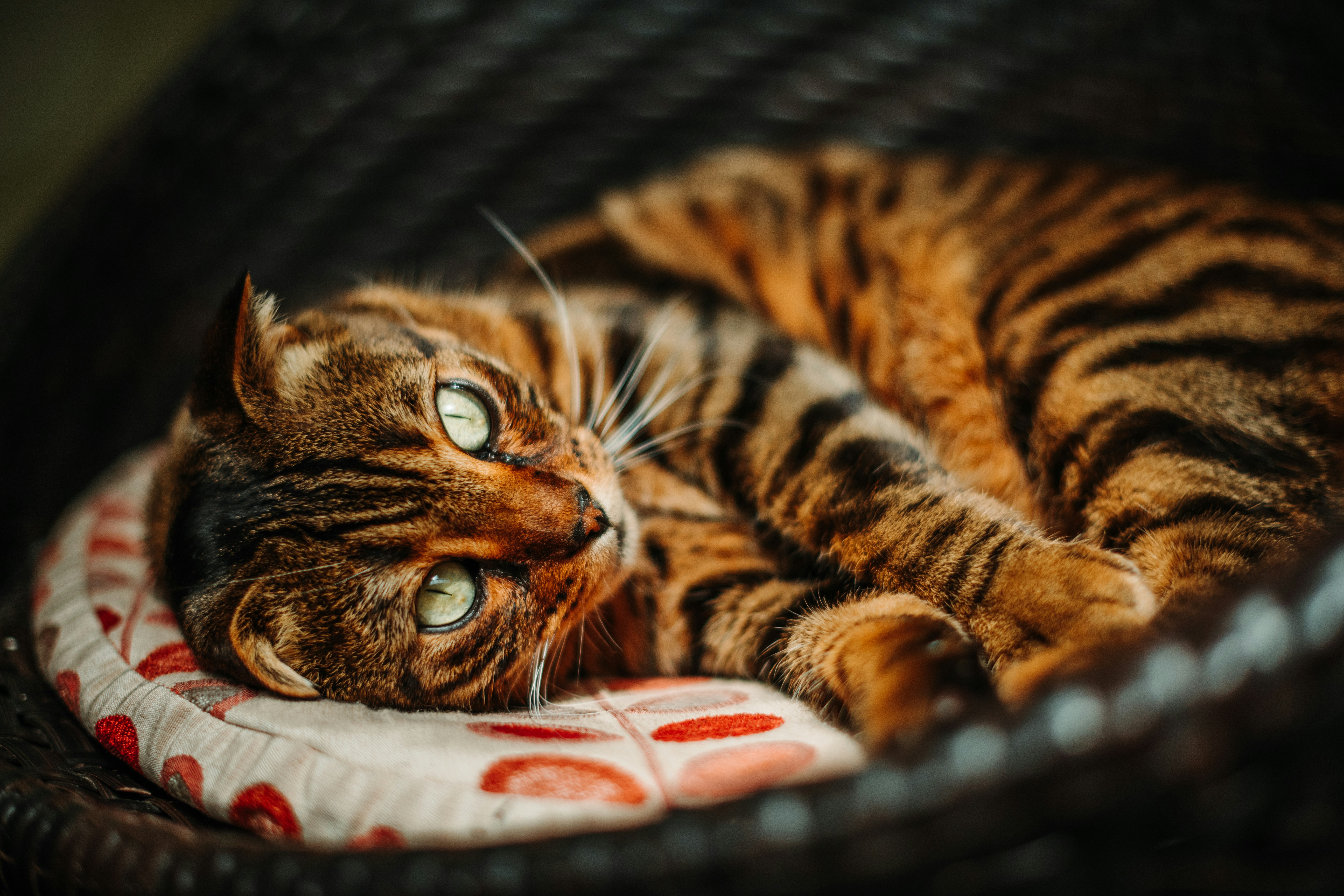 braune-und-schwarze-katze-auf-wei-em-und-rotem-textil-liegend-foto