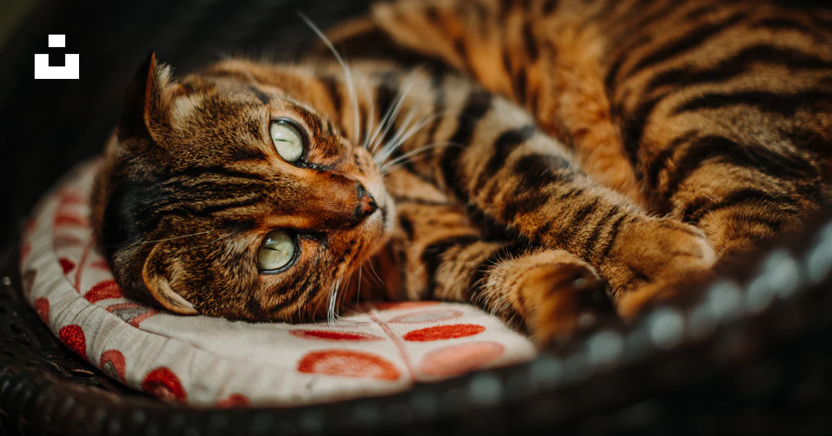Braune Und Schwarze Katze Auf Wei em Und Rotem Textil Liegend Foto braune-und-schwarze-katze-auf-wei-em-und-rotem-textil-liegend-foto