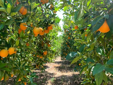 Sunlit orange trees filled with ripe oranges create a lush, vibrant pathway. Green leaves and bright orange fruits dominate the scene, with sunlight filtering through the foliage, casting shadows on the ground.