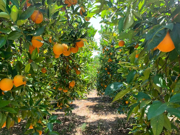 Sunlit orange trees filled with ripe oranges create a lush, vibrant pathway. Green leaves and bright orange fruits dominate the scene, with sunlight filtering through the foliage, casting shadows on the ground.