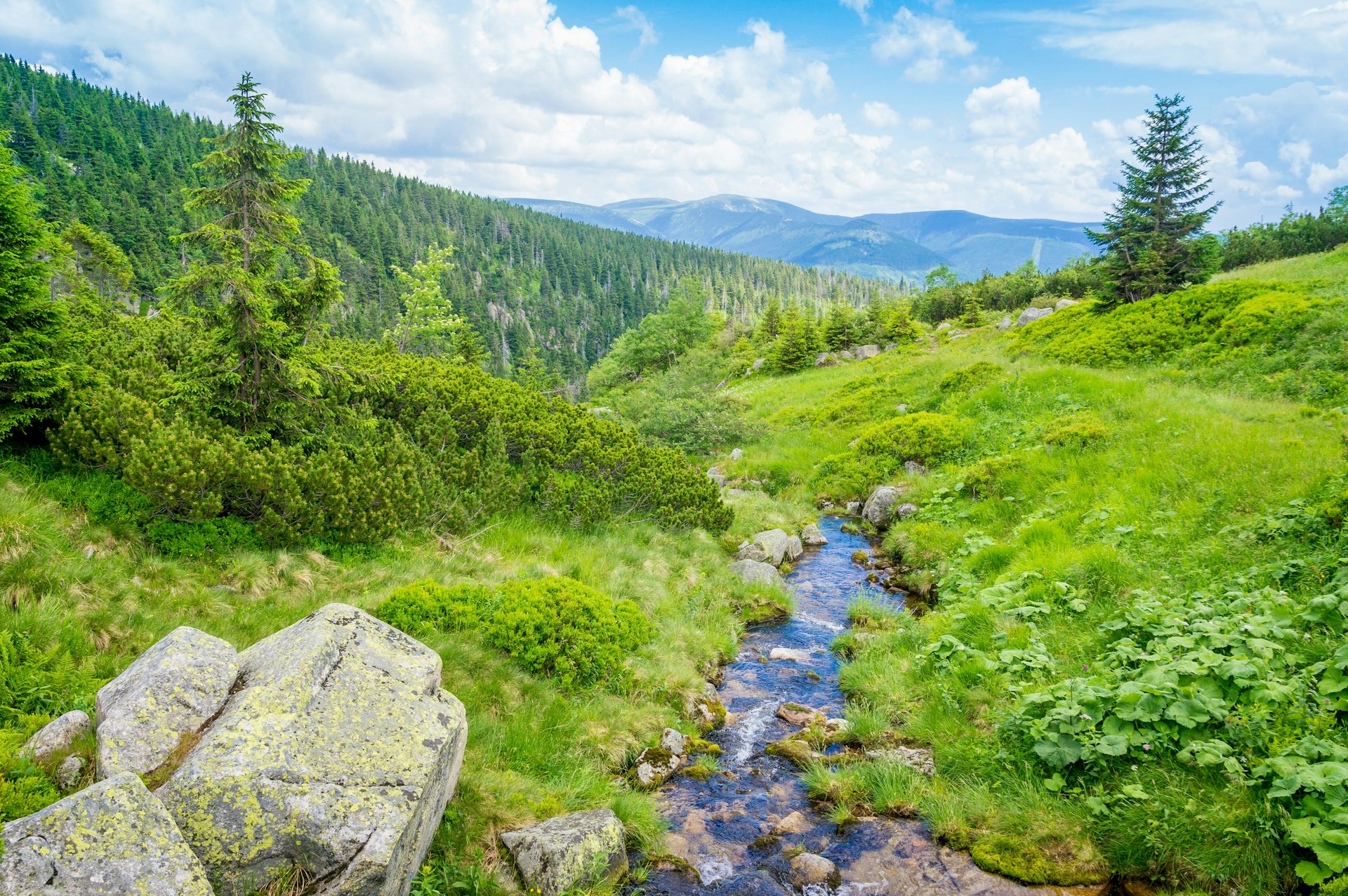 green grass and trees near river under blue sky during daytime