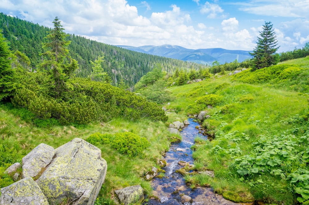 hierba verde y árboles cerca del río bajo el cielo azul durante el día