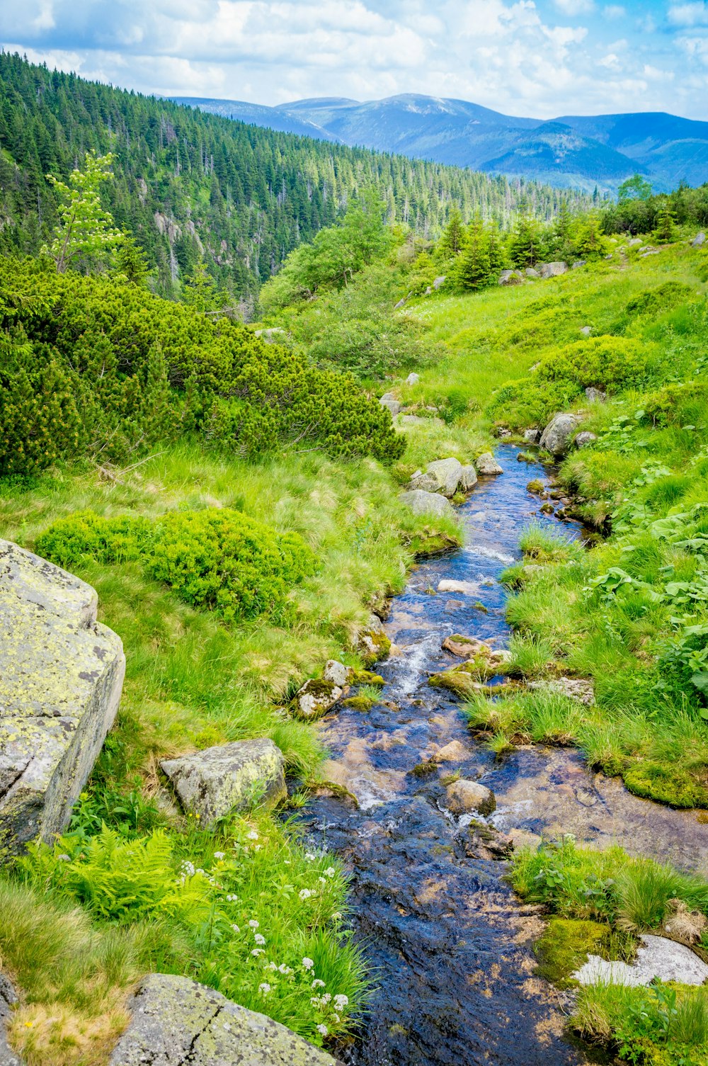 green grass and trees near river during daytime