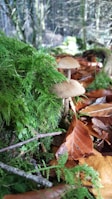 Sunlight filtering through leaves onto a cluster of shiitake mushrooms in natural surroundings.