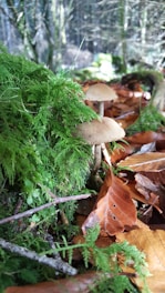 Two mushrooms growing amidst lush green moss and brown fallen leaves in a forest setting. Sunlight filters through the trees, casting dappled light on the forest floor.