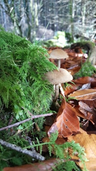Two mushrooms growing amidst lush green moss and brown fallen leaves in a forest setting. Sunlight filters through the trees, casting dappled light on the forest floor.