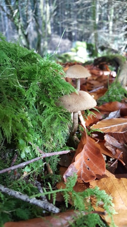 Two mushrooms growing amidst lush green moss and brown fallen leaves in a forest setting. Sunlight filters through the trees, casting dappled light on the forest floor.