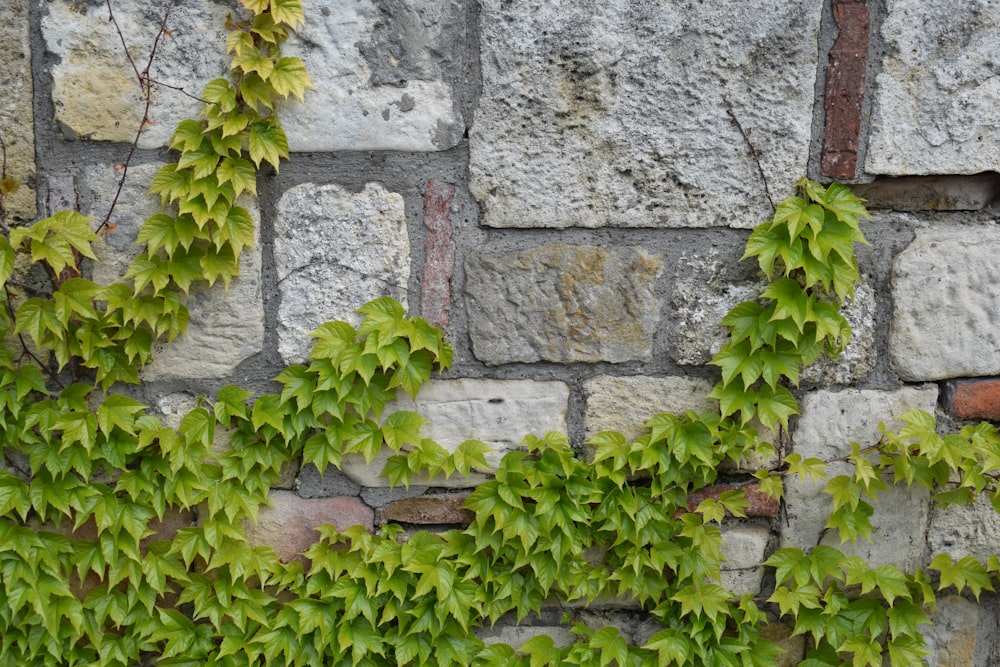 green plant on gray concrete wall