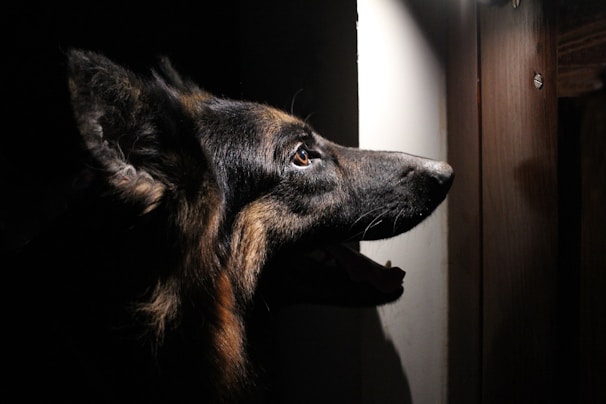 A German Shepherd is focused intently on a vertical wooden surface, its eyes fixed and alert. The image captures the dog's profile in dramatic lighting, highlighting its fur texture and keen expression against a dark background.