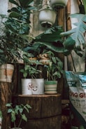 A rustic setup featuring various potted plants, including some in repurposed cans with smiley faces. The setting includes large green leaves and a wooden surface, creating a natural, earthy atmosphere. Hanging pots and a bag of potting mix can be seen in the background, adding to the garden theme.