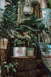 A rustic setup featuring various potted plants, including some in repurposed cans with smiley faces. The setting includes large green leaves and a wooden surface, creating a natural, earthy atmosphere. Hanging pots and a bag of potting mix can be seen in the background, adding to the garden theme.