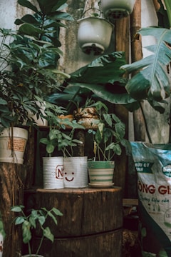 A rustic setup featuring various potted plants, including some in repurposed cans with smiley faces. The setting includes large green leaves and a wooden surface, creating a natural, earthy atmosphere. Hanging pots and a bag of potting mix can be seen in the background, adding to the garden theme.