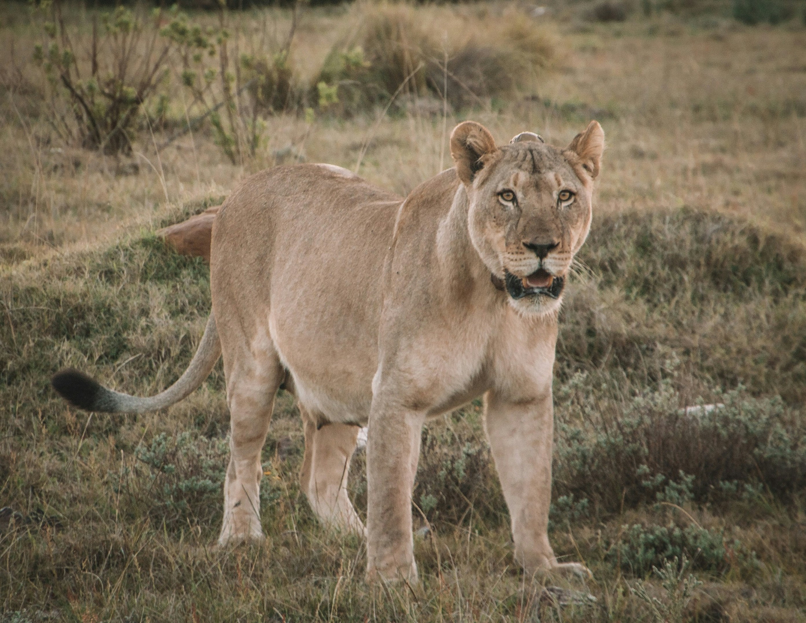 A real lioness in the African savanna - Lioness