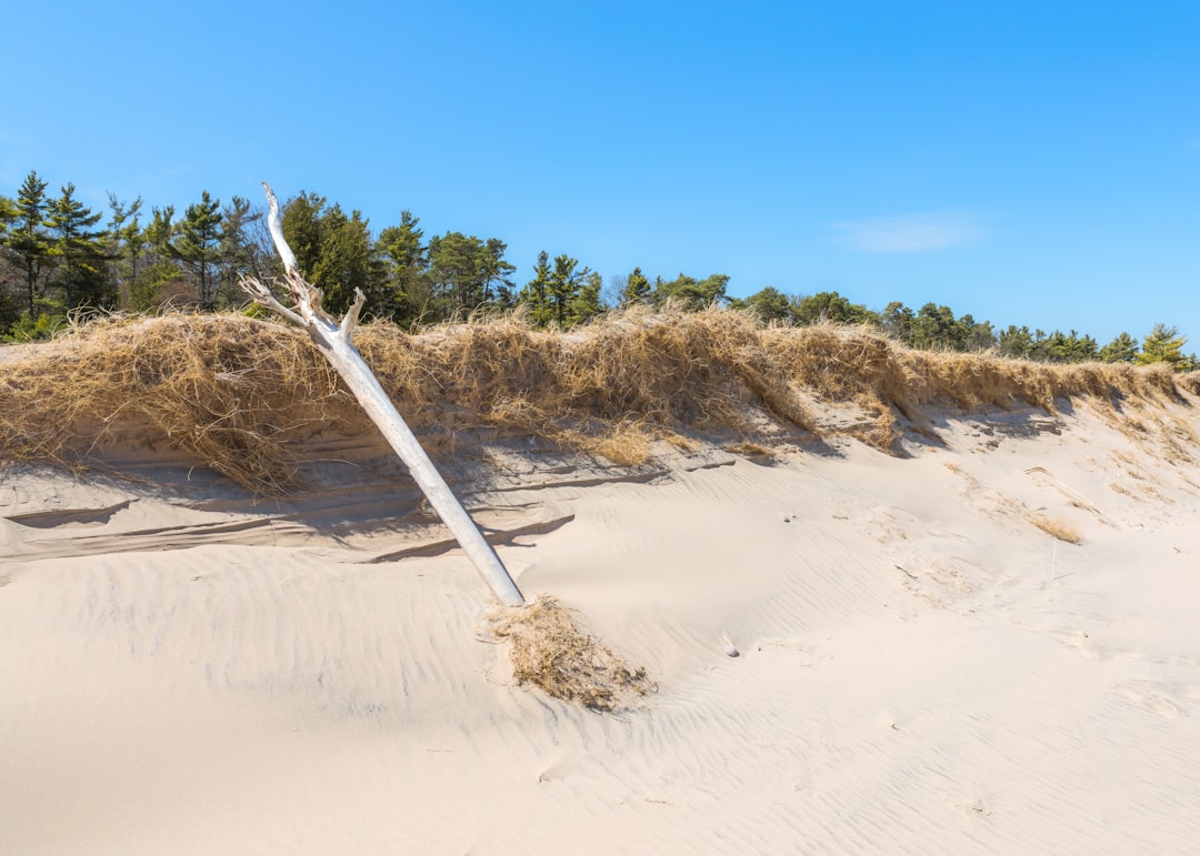 brown tree on brown sand during daytime