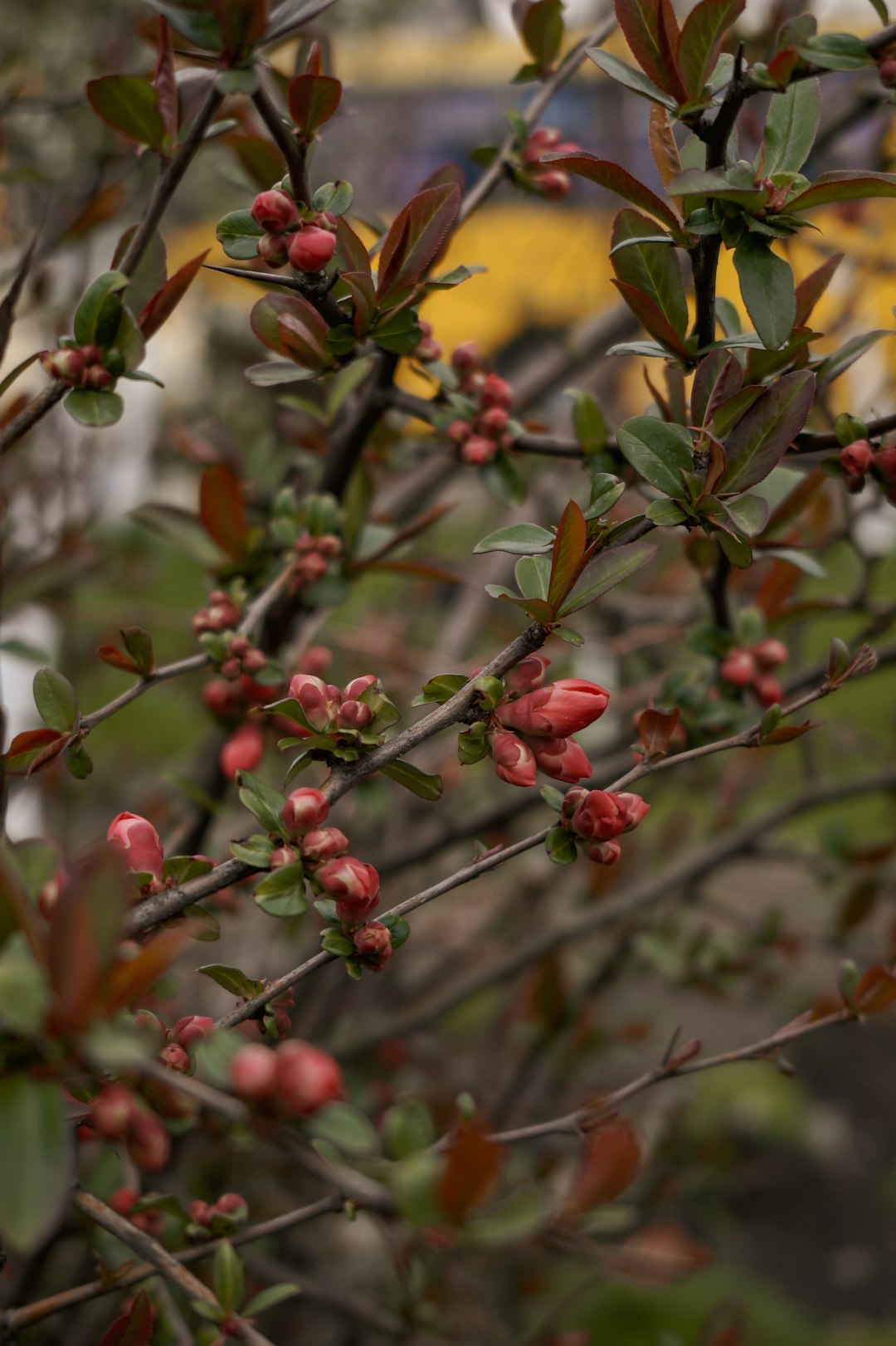 red round fruits on tree during daytime