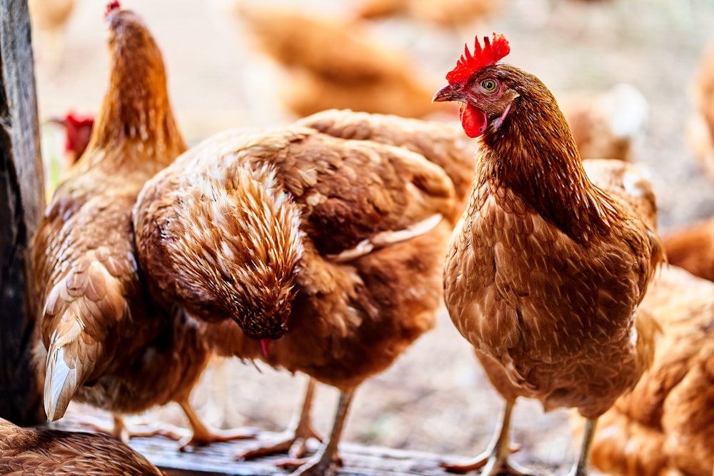 Coq brun et rouge sur sol en béton gris