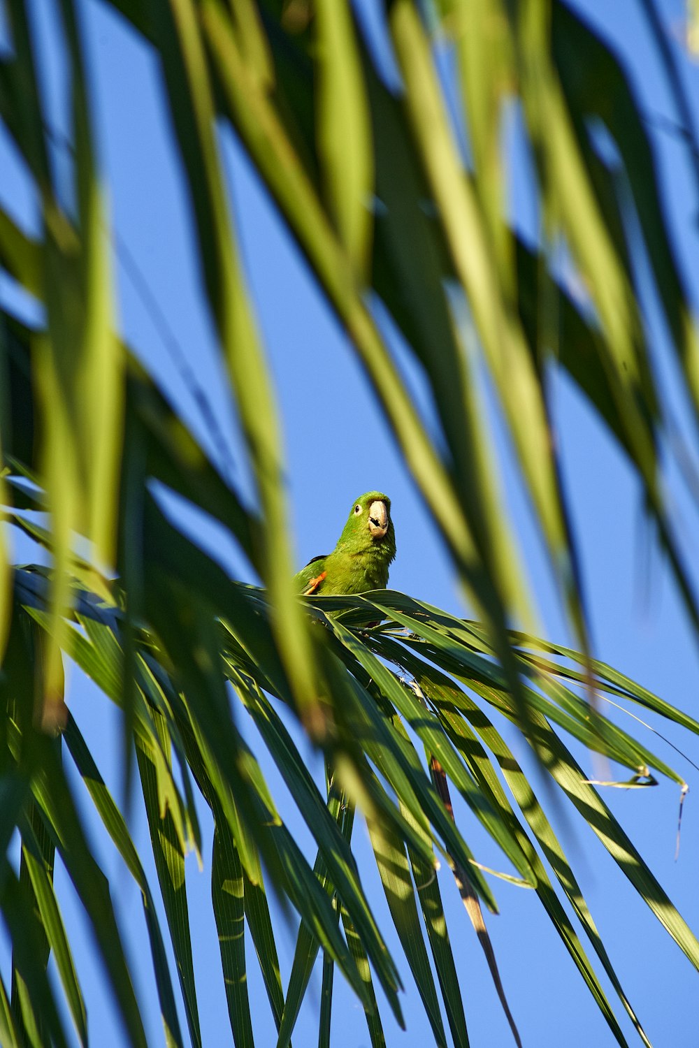 green bird on green tree branch during daytime