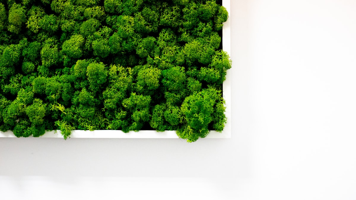 Mechová stěna moss wall Praha kancelář