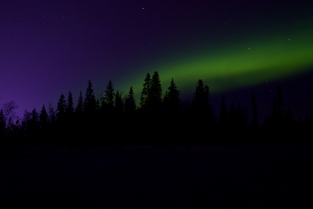 green aurora lights over the trees