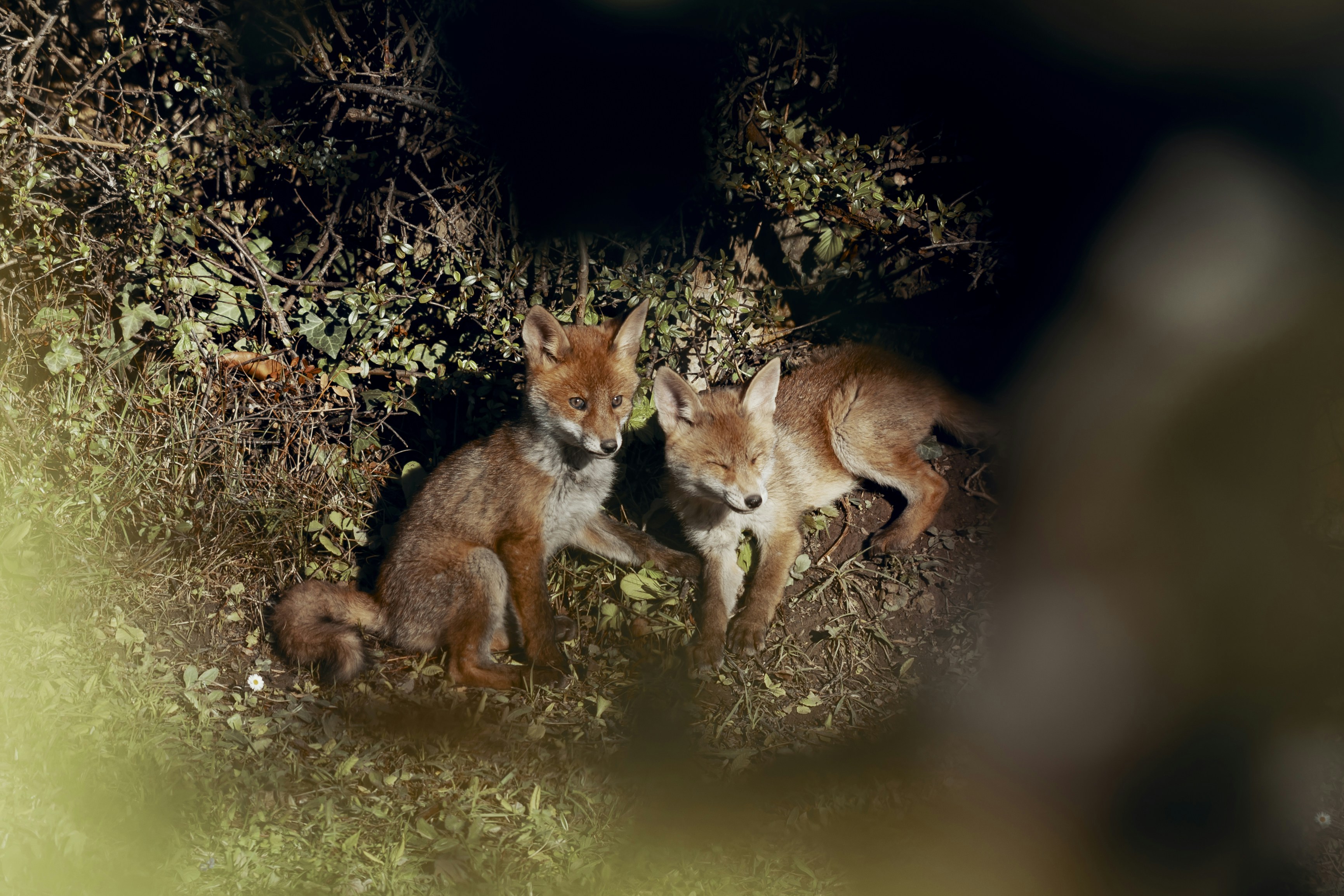 brown fox on green grass during nighttime
