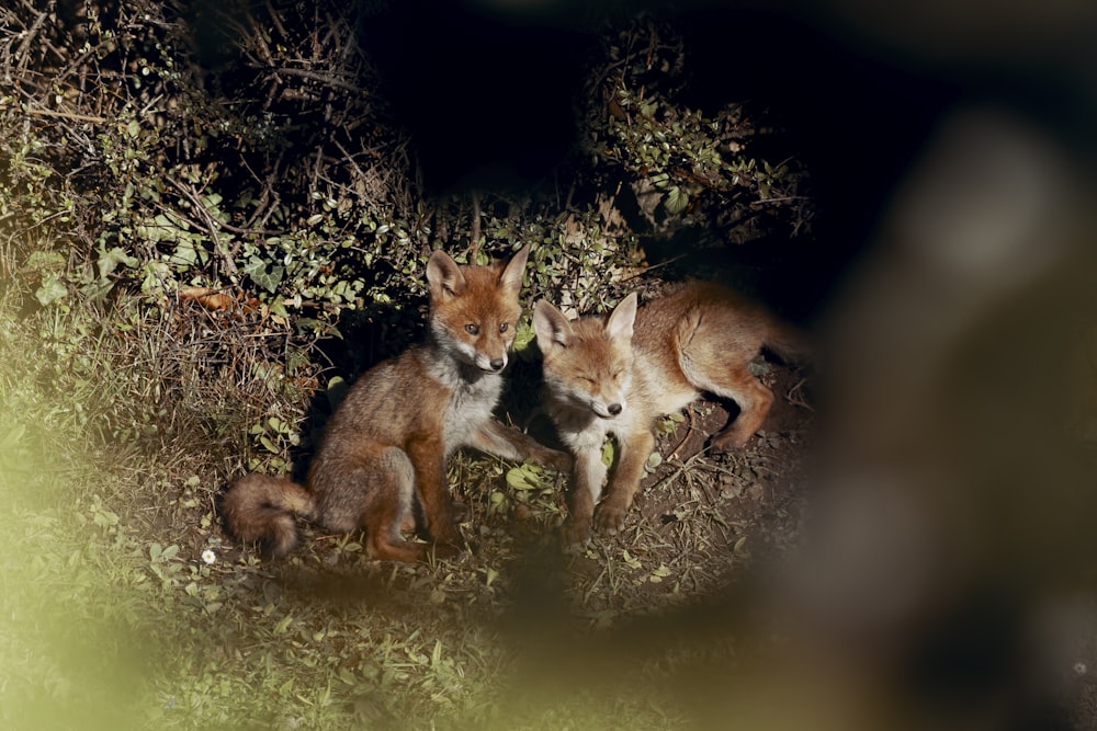 brown fox on green grass during nighttime