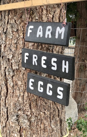 Wooden signs with the words 'FARM FRESH EGGS' are hanging on a tree. The signs are painted in black with white lettering and are attached with red twine. The background includes the bark of the tree and some greenery.