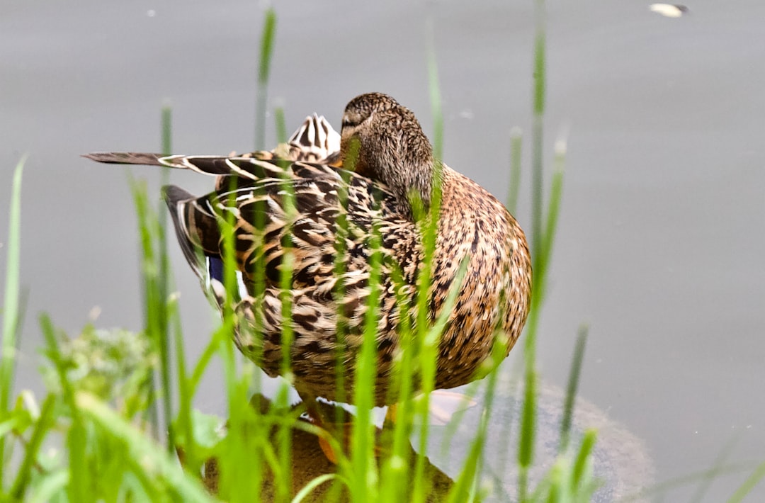 brown duck on green grass near body of water during daytime