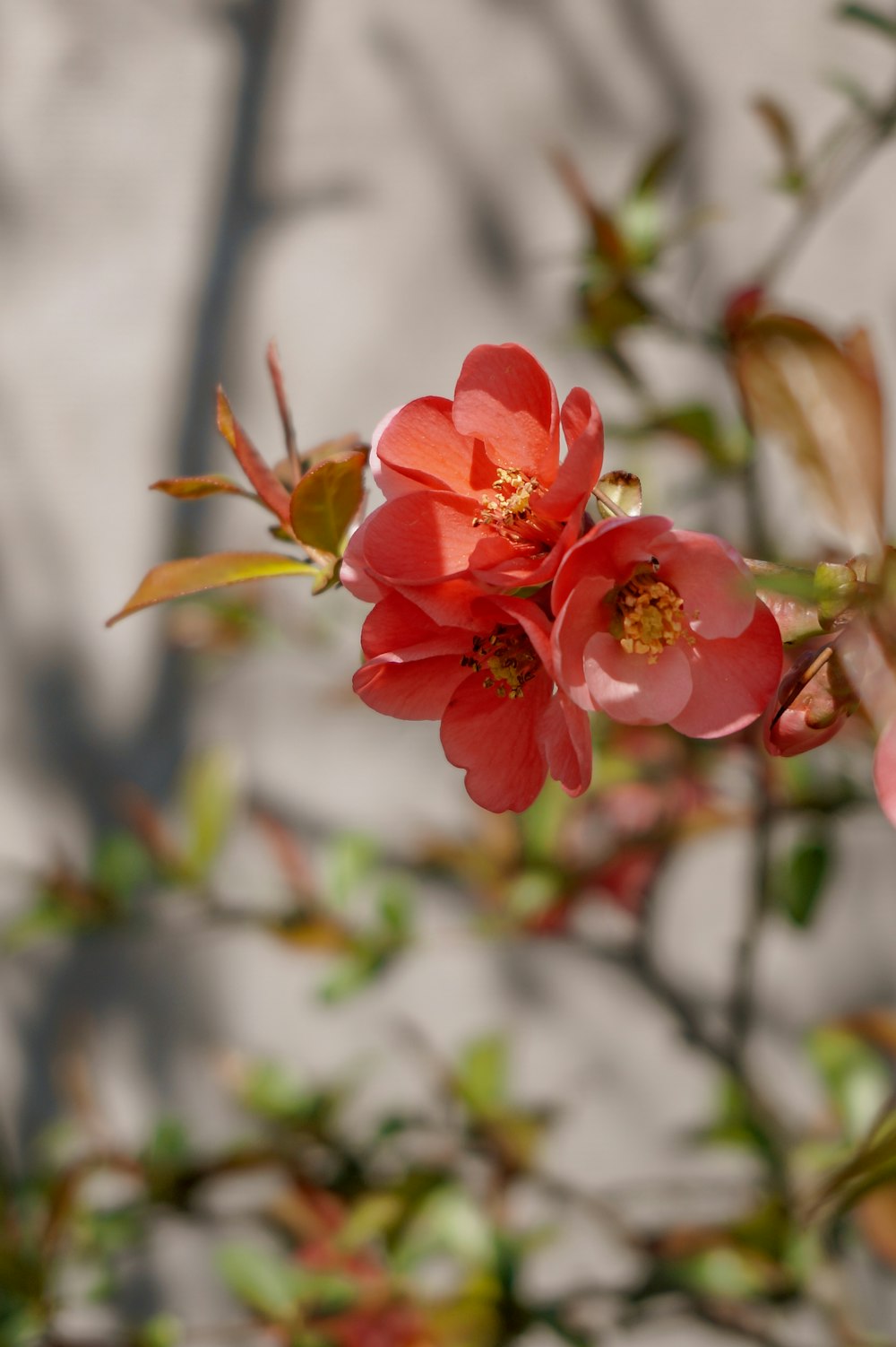 pink flower in tilt shift lens