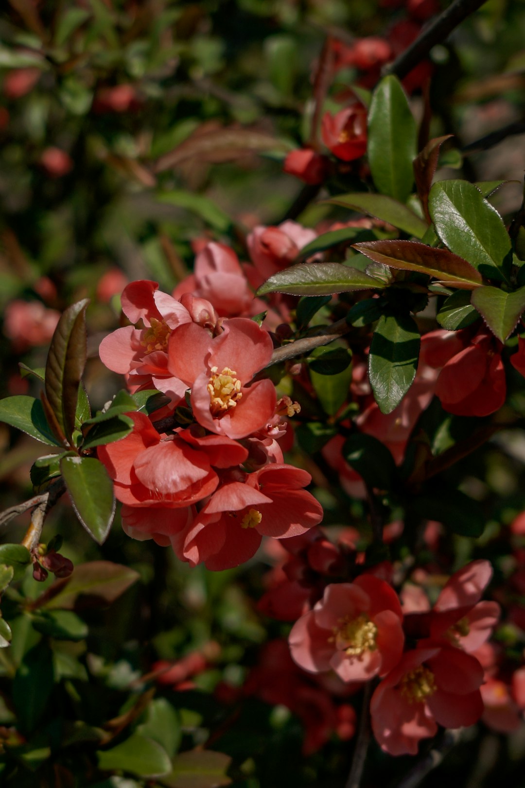 red flower in tilt shift lens