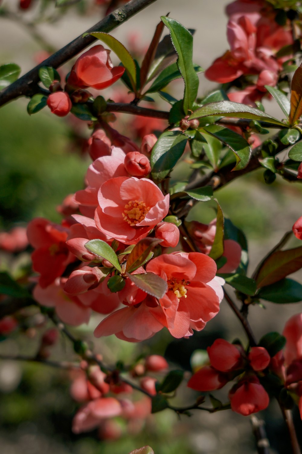 pink and white flower in tilt shift lens