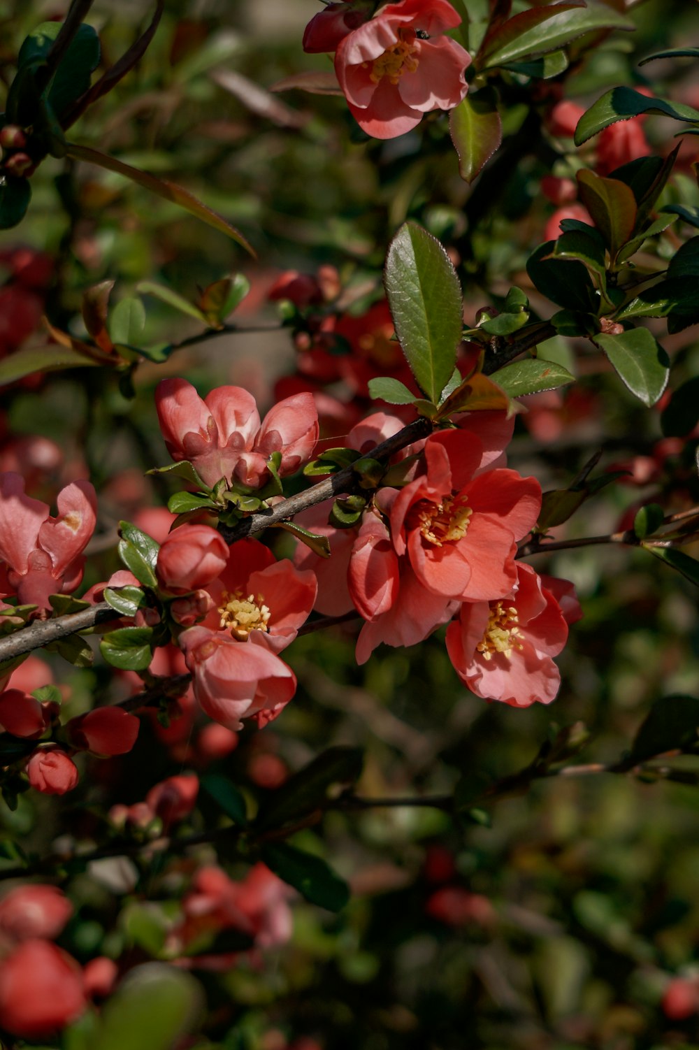 pink flowers on brown tree branch