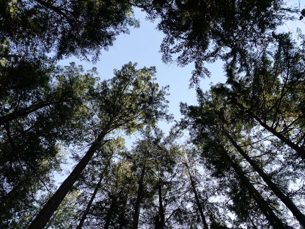 worms eye view of green trees during daytime