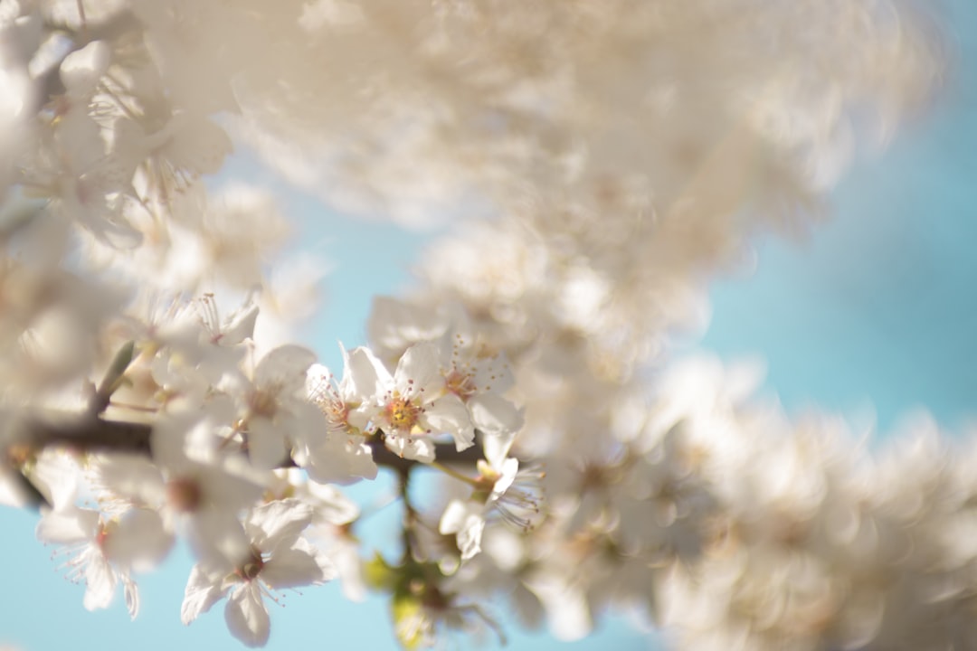 white cherry blossom under white clouds blue skies daytime