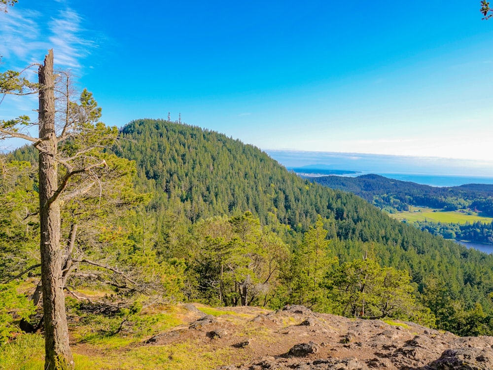 green trees on mountain under blue sky during daytime