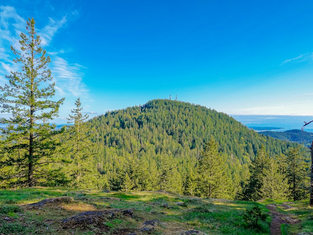 green trees on mountain under blue sky during daytime