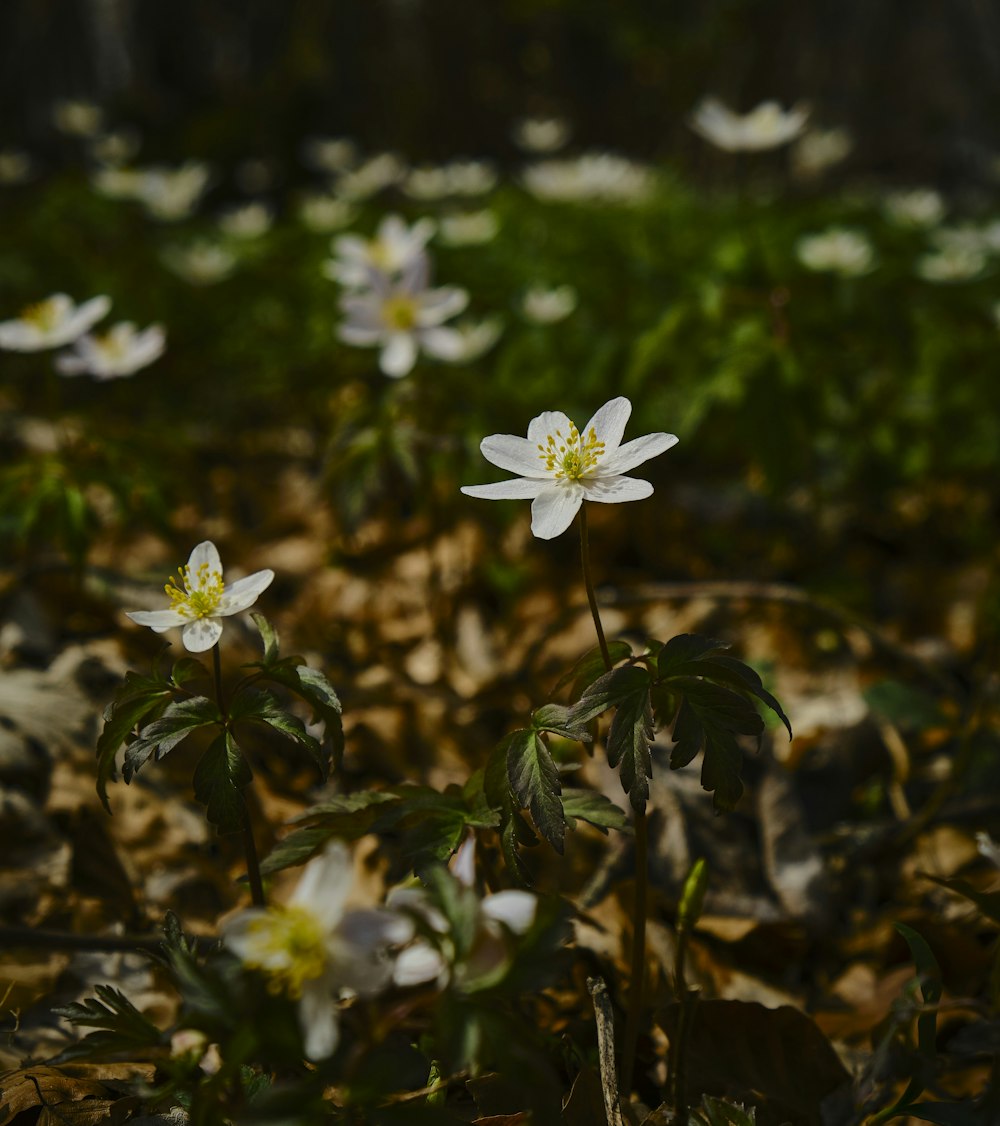 white flower with green leaves