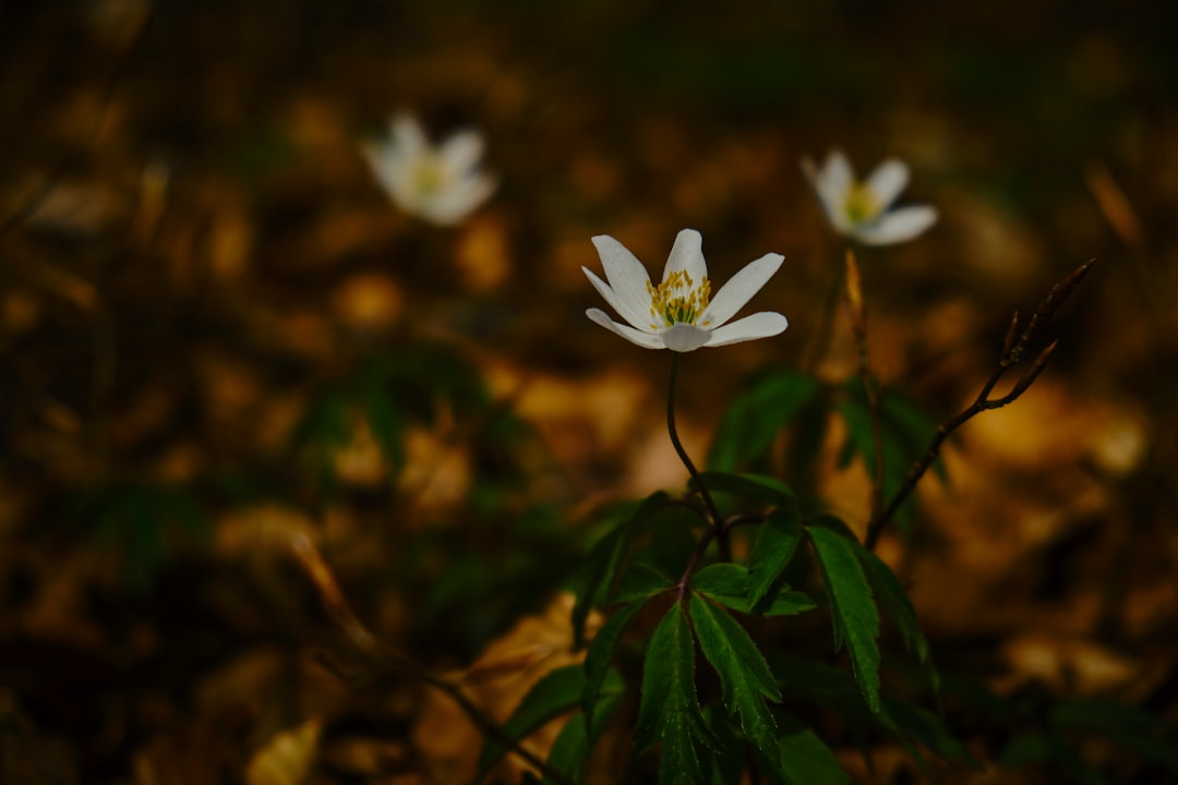 white and yellow flower in tilt shift lens