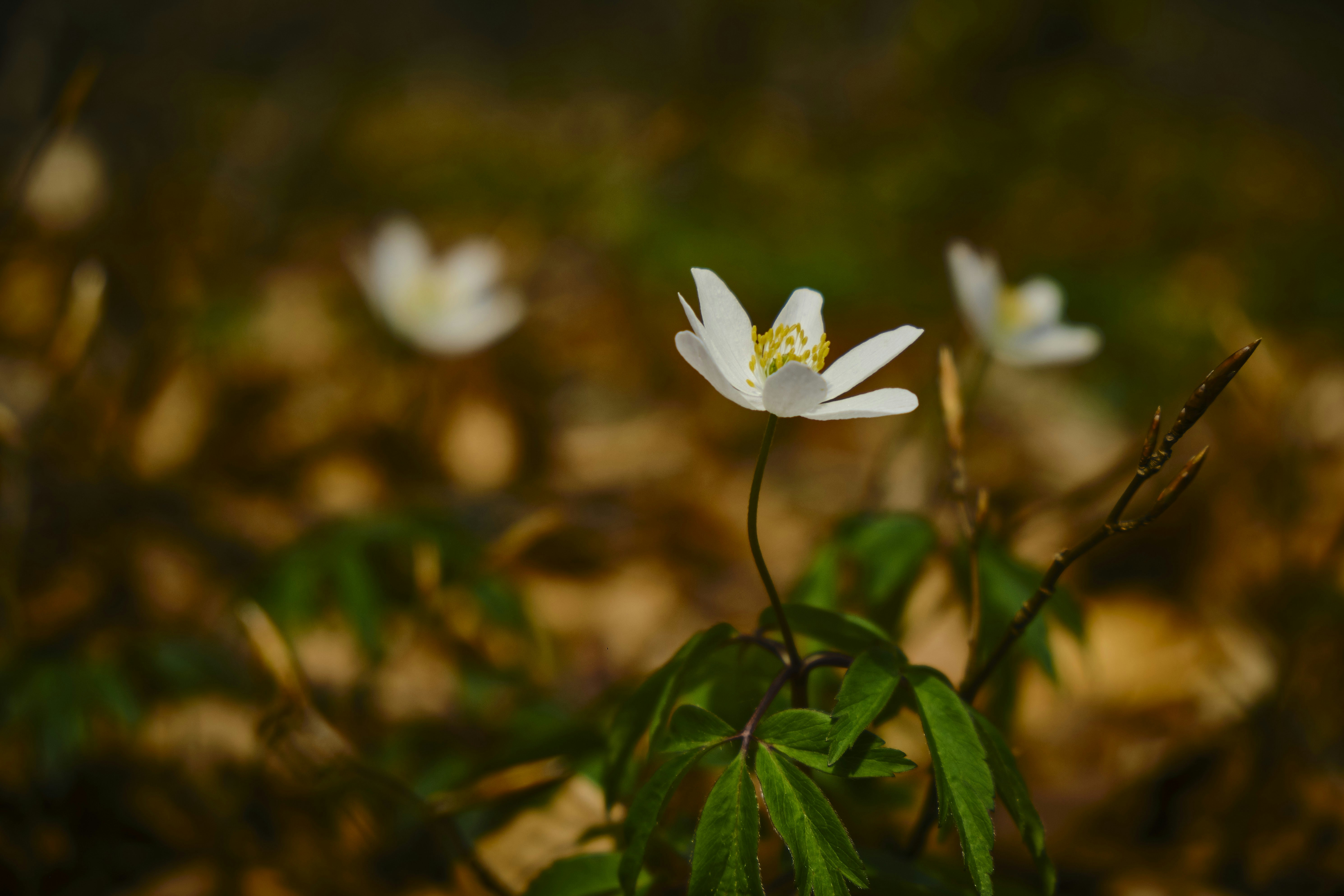 Photo by rolf_schmidbauer