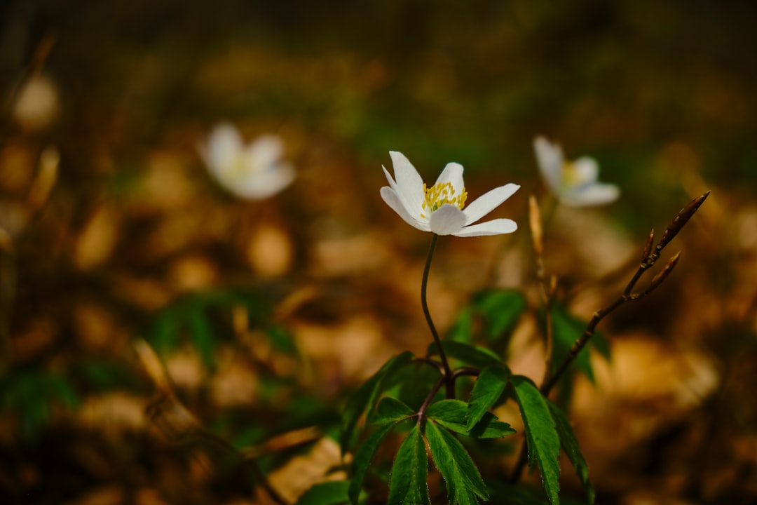 white flower in tilt shift lens